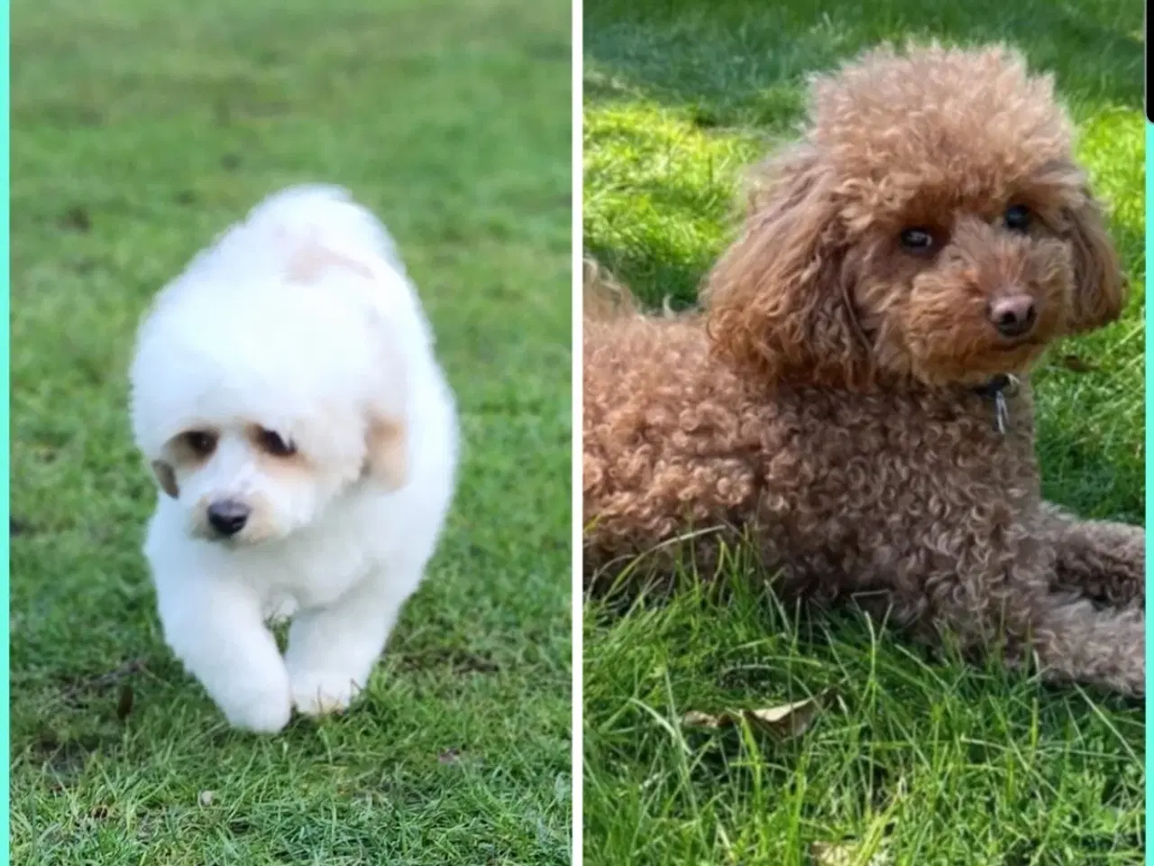Billede 16 - Havapoo Bamser Puddel & Bichon Havanais