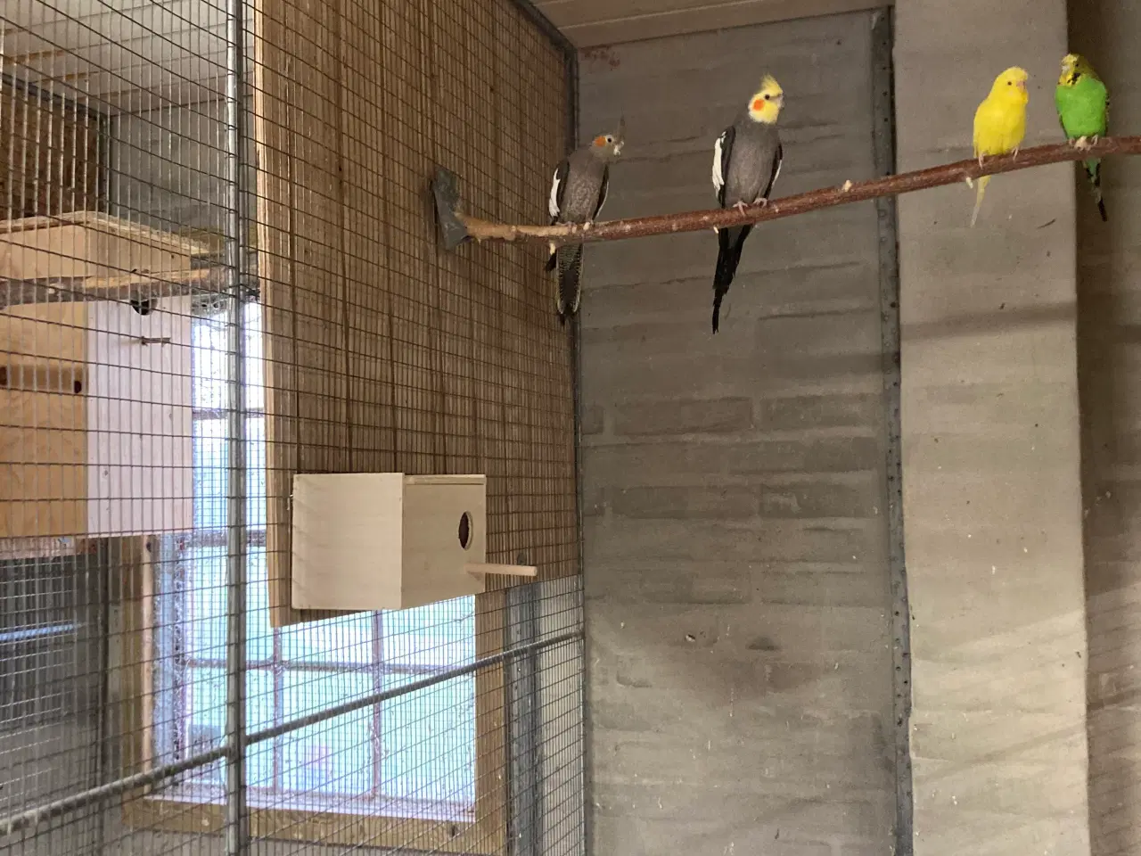 Billede 2 - Nymferparekitter grå