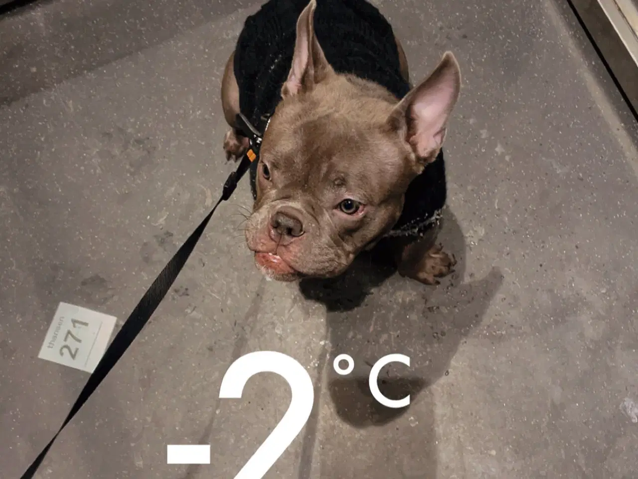 Billede 3 - American Bully micro