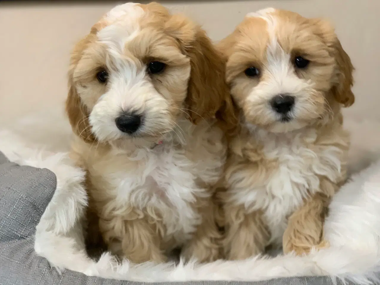 Billede 3 -  Maltipoo dreng er rejse klar nu!