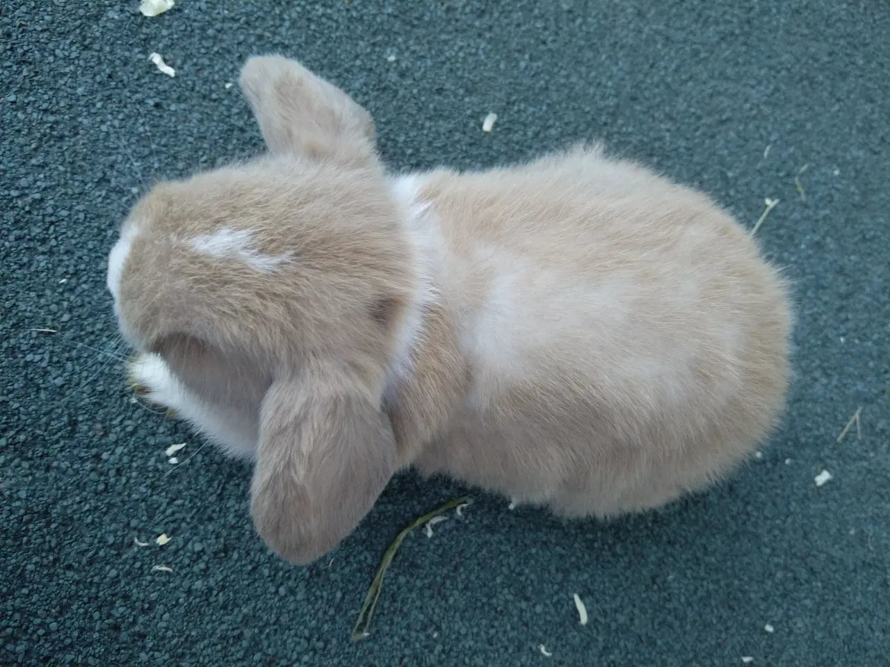 Billede 5 - Mini Lop UK, raceren 