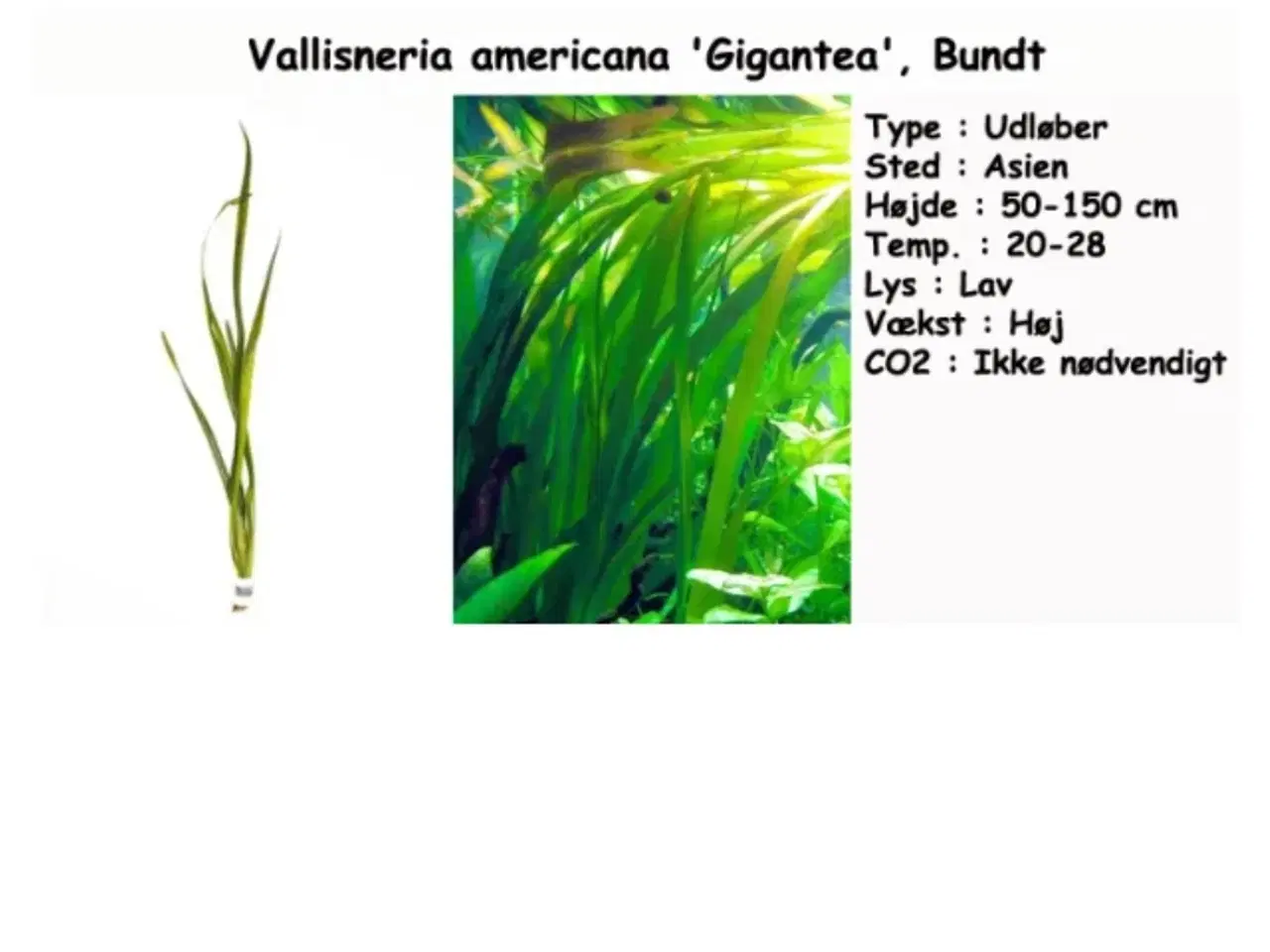 Billede 6 - Planter 3 stk. Lange og flyde planter  plus 10 stk