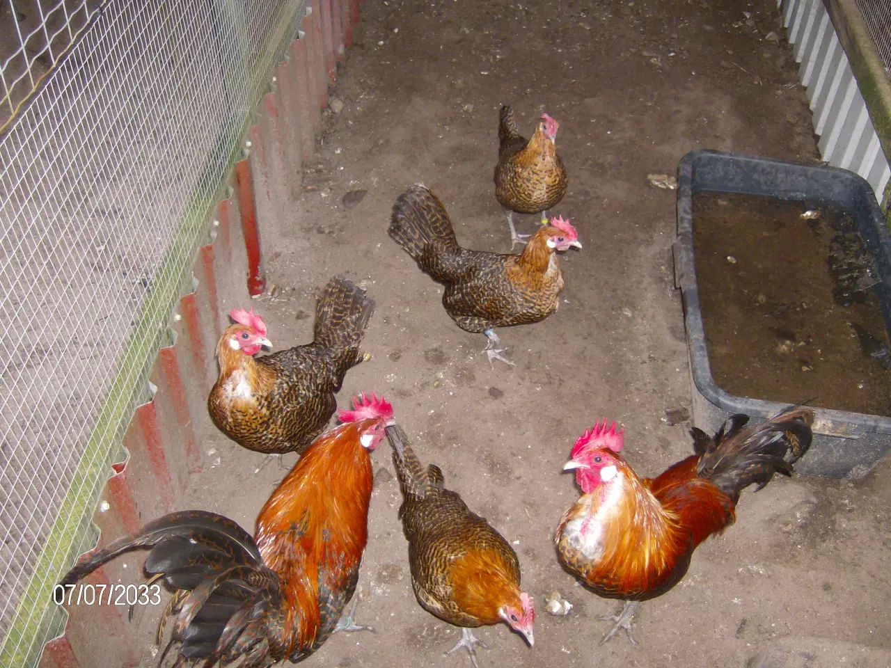 Billede 1 - Dværghøns