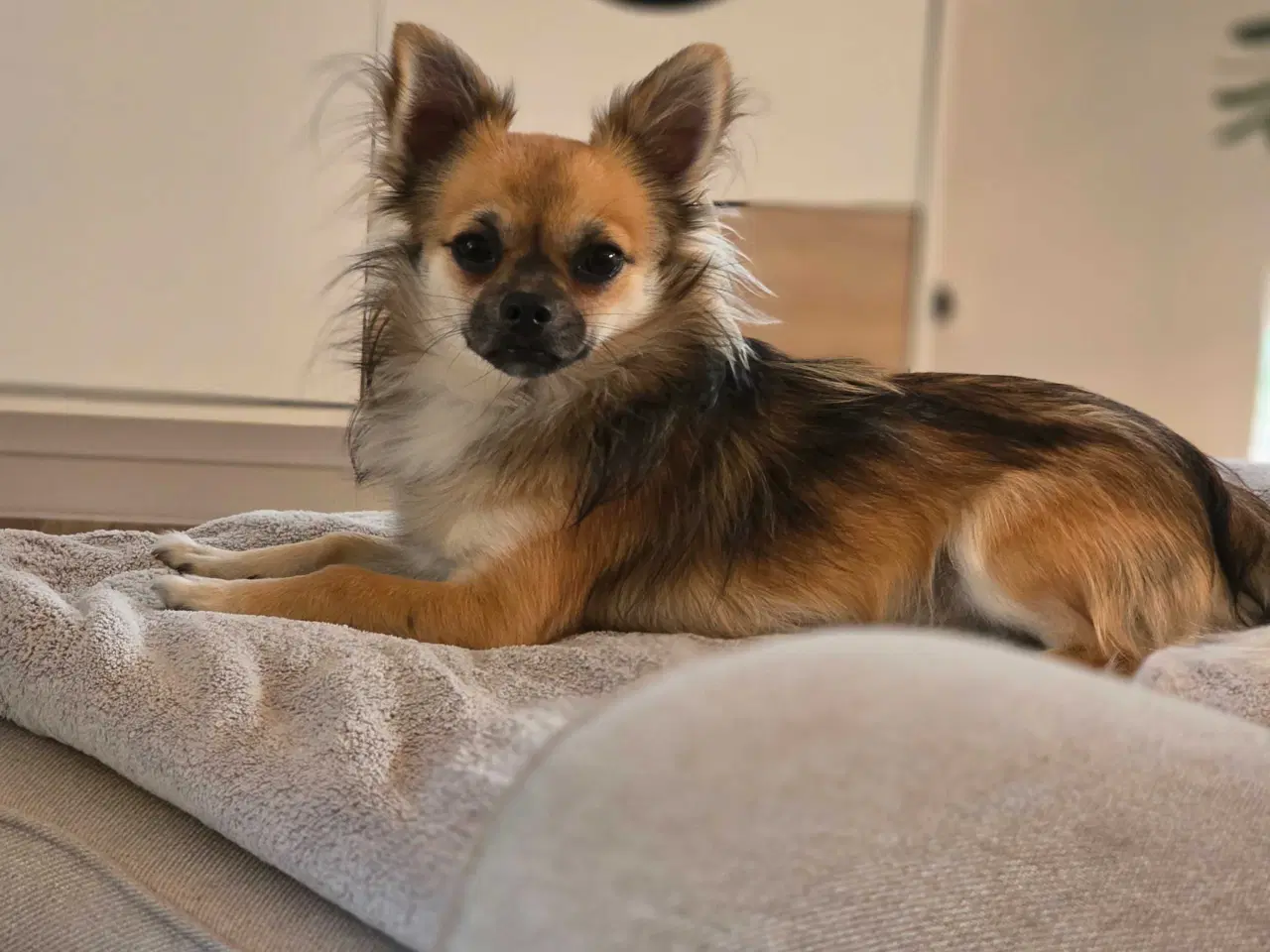 Billede 3 - Milo og Charlie