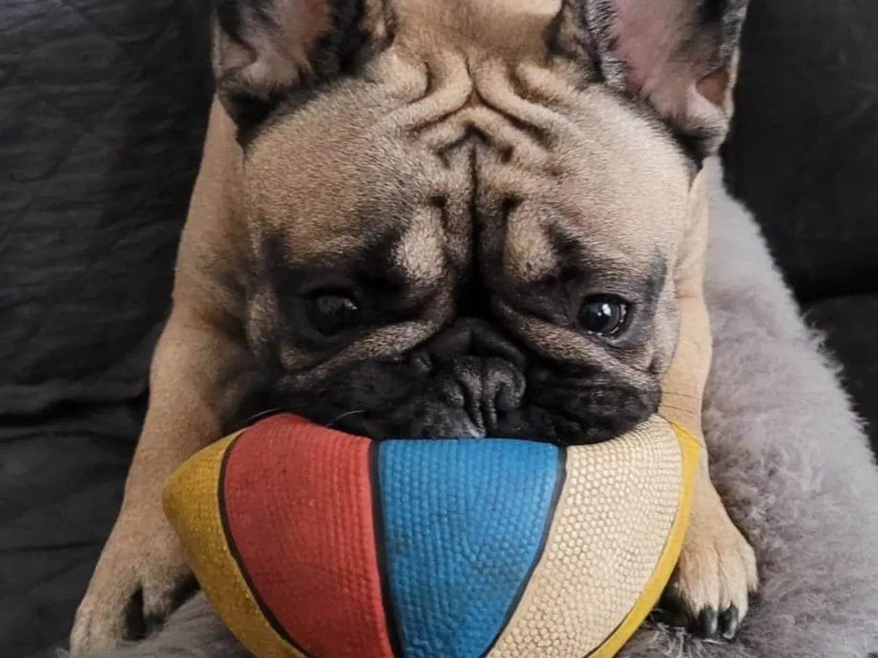 Billede 3 - Fransk bulldog