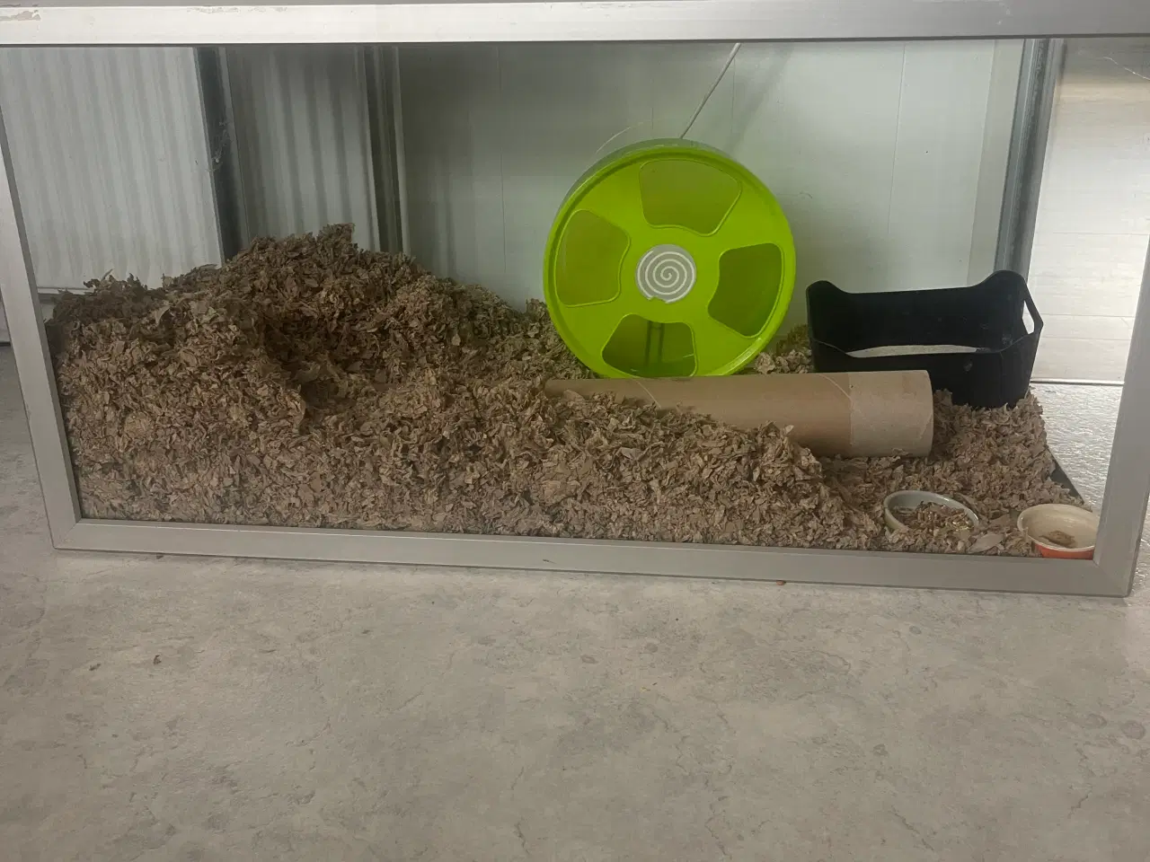 Billede 4 - Guldhamster langhåret 