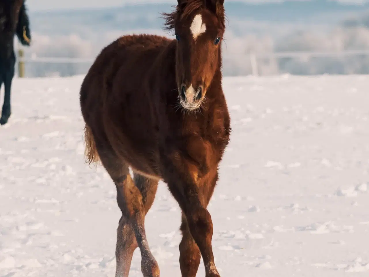 Billede 4 - Skønt Donkey Boy hingsteføl