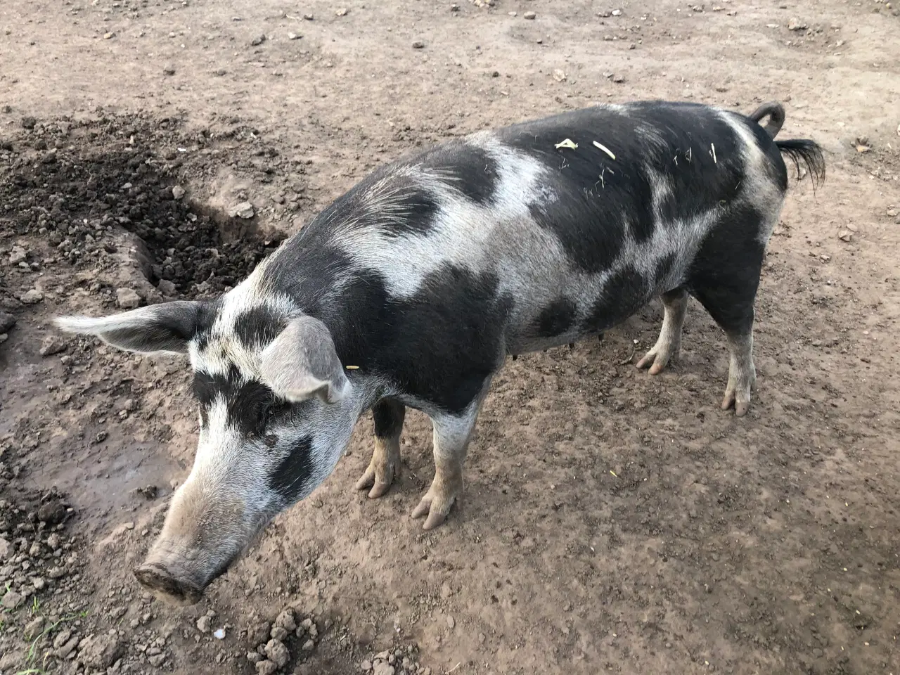 Billede 4 - Blandet race duroc og gl dansk landrace grise