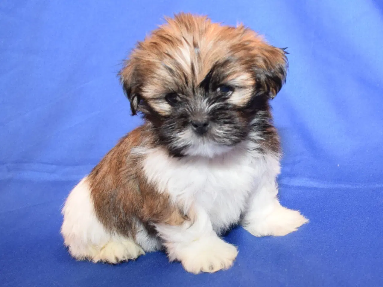 Billede 6 - Lhasa Apso  hvalpe