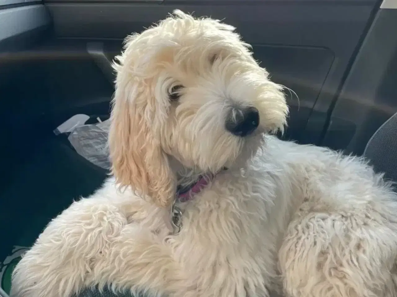 Billede 4 - Skøn multigen Labradoodle hvalp søger kærligt hjem