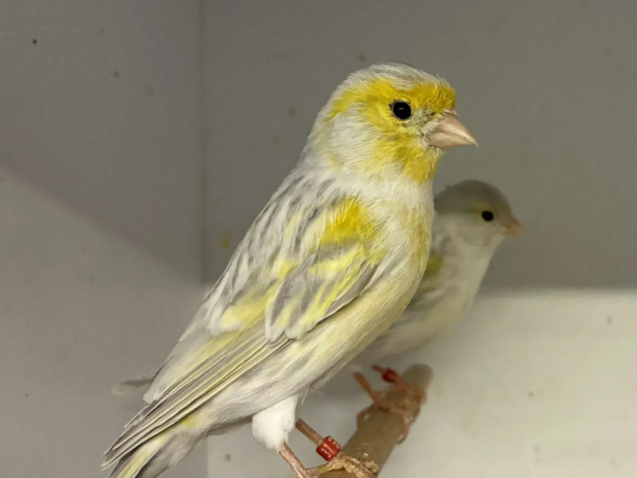 Billede 1 - Agat Opal Gul Mosaik