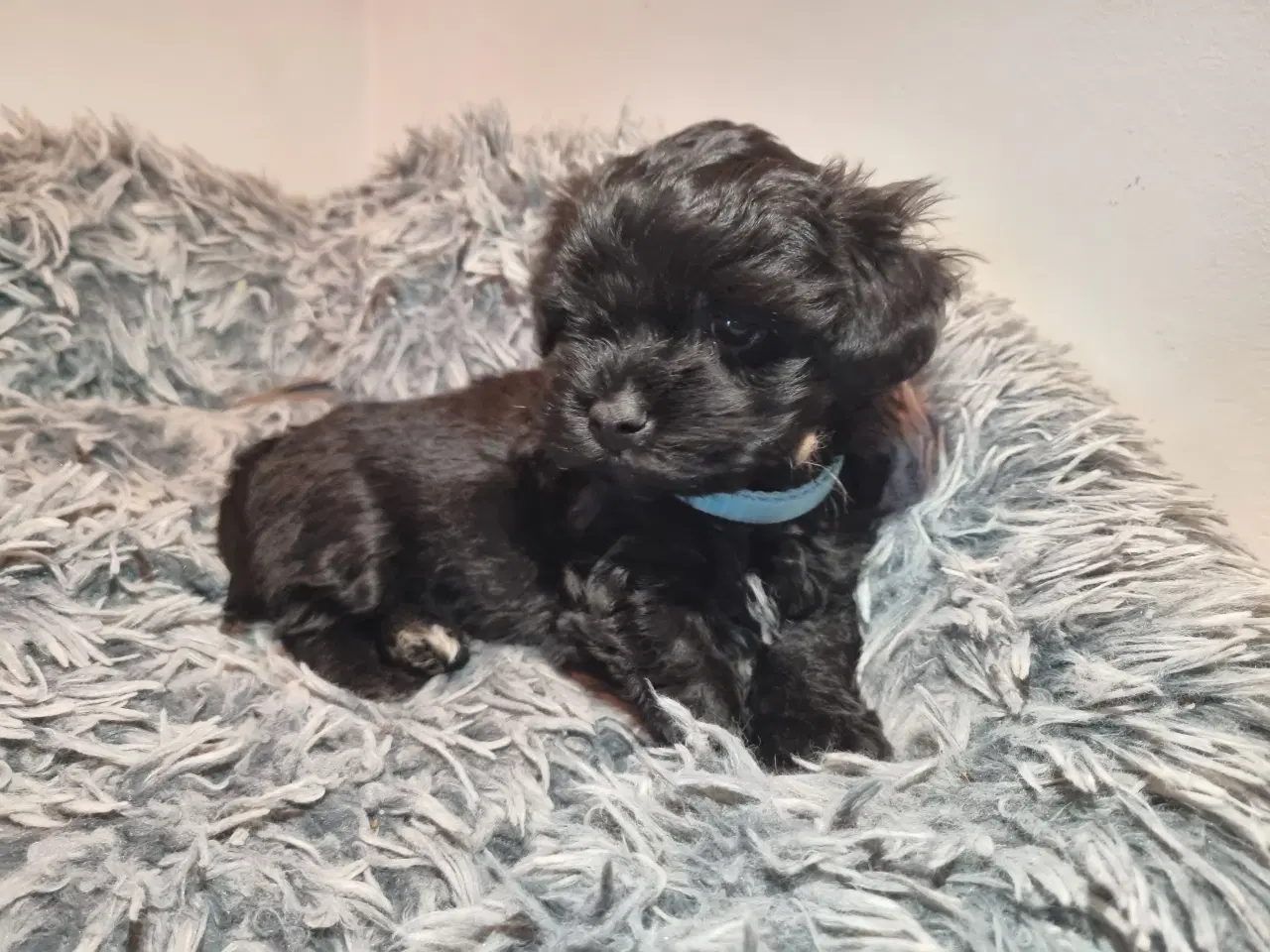 Billede 5 - Skønne Bichon Havanais-hvalpe søger kærlige hjem