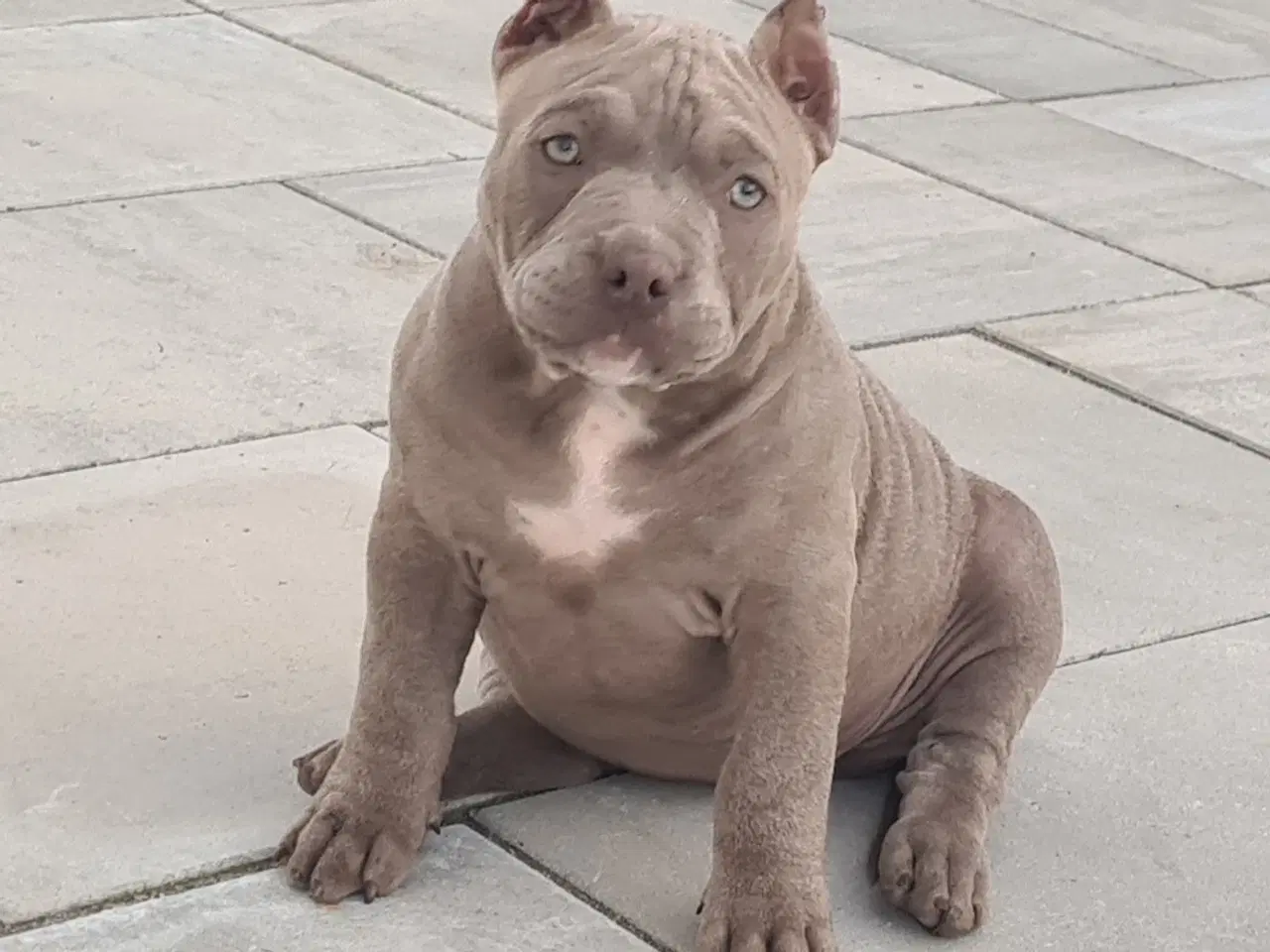 Billede 3 - American Bully Pige ,pocket 