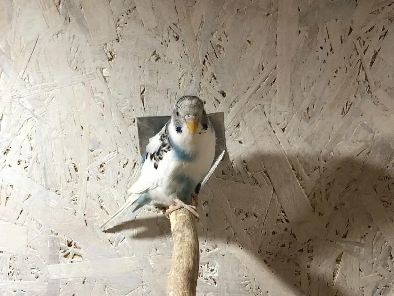 Billede 6 - Undulater