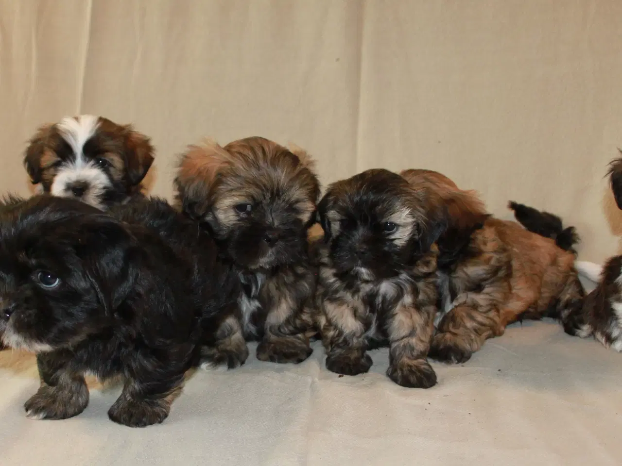 Billede 10 - Lhasa Apso hvalp