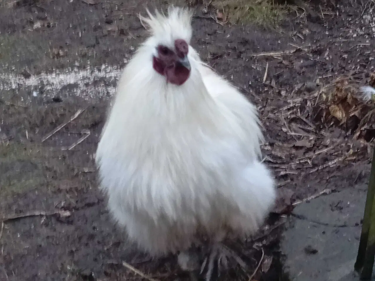 Billede 8 - Silkehaner. Hvis silkedværg haner.