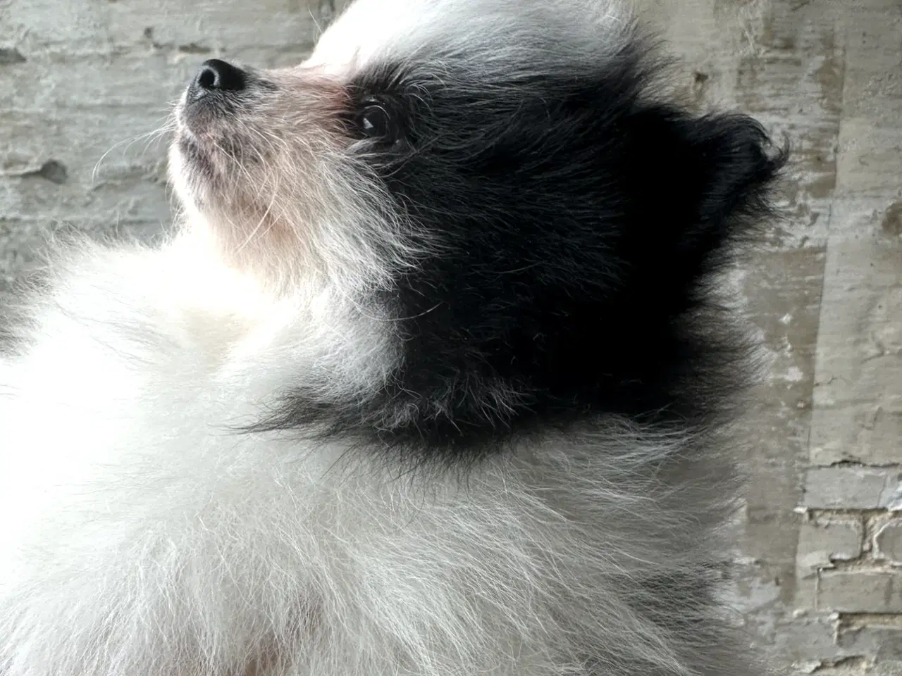 Billede 7 - Pomeranian Partycolor