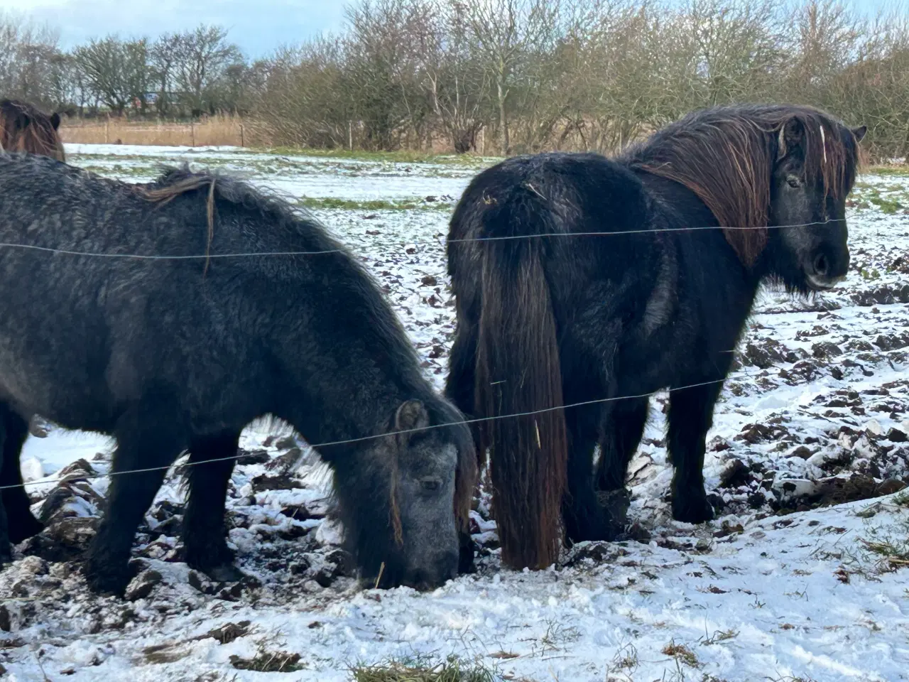 Billede 3 - Smuk skimmel 2 års shetlænder 