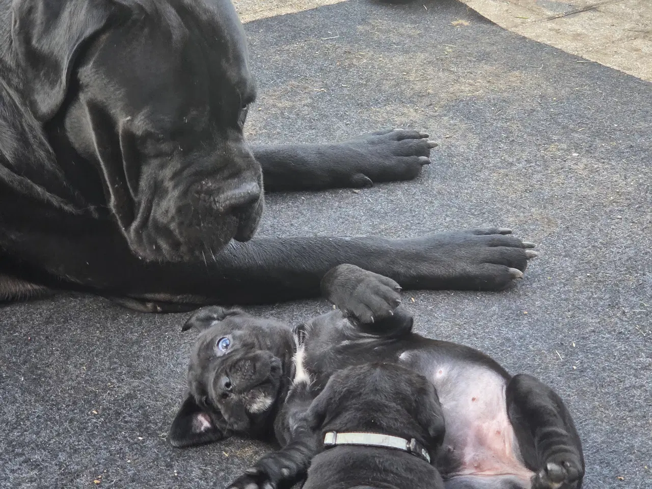 Billede 14 - CaneCorso hvalpe
