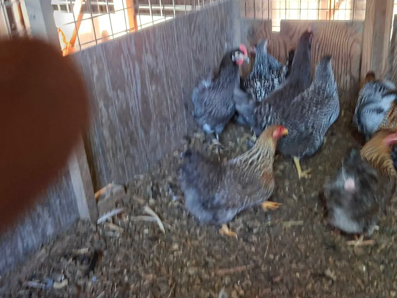 Billede 3 - Dværghøns