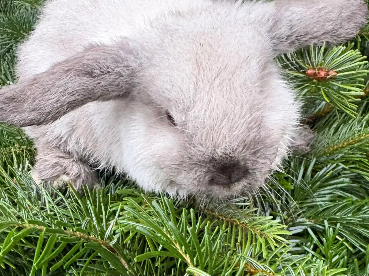 Billede 5 - Minilops pige