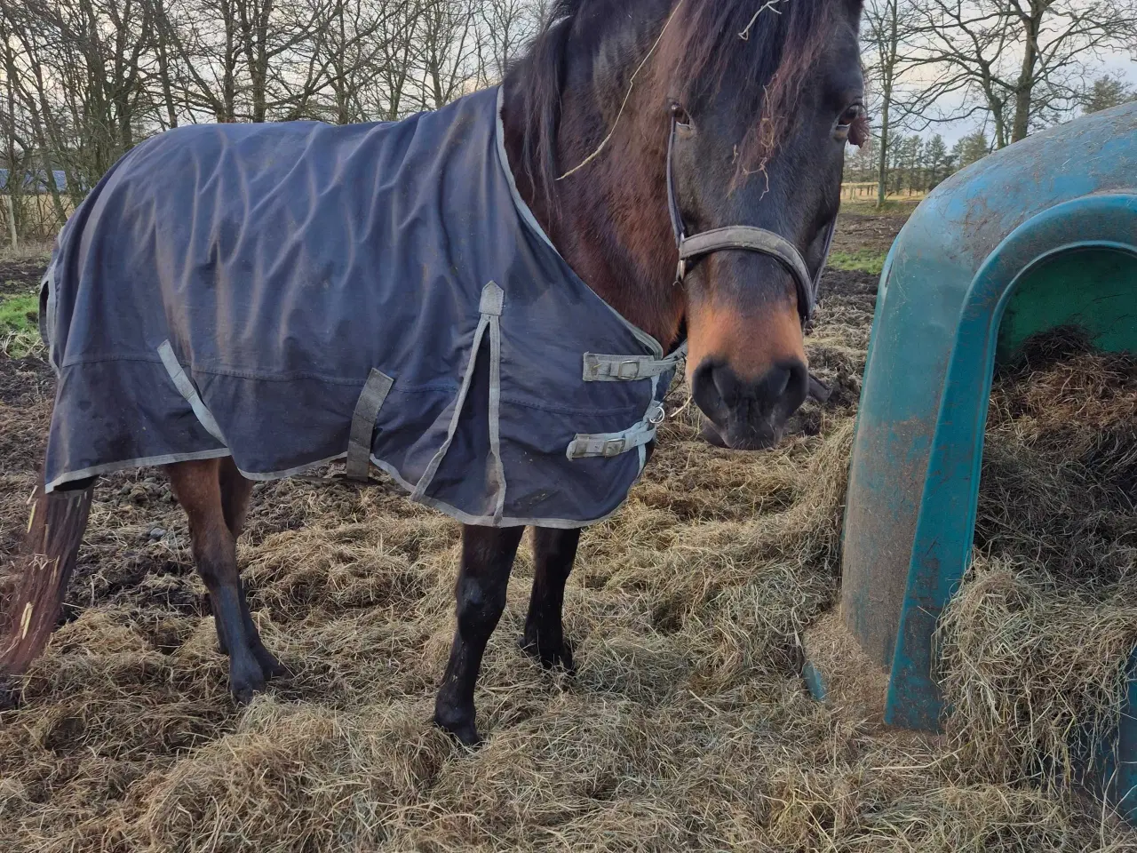 Billede 7 - Friser/spansk blandings hoppeplag