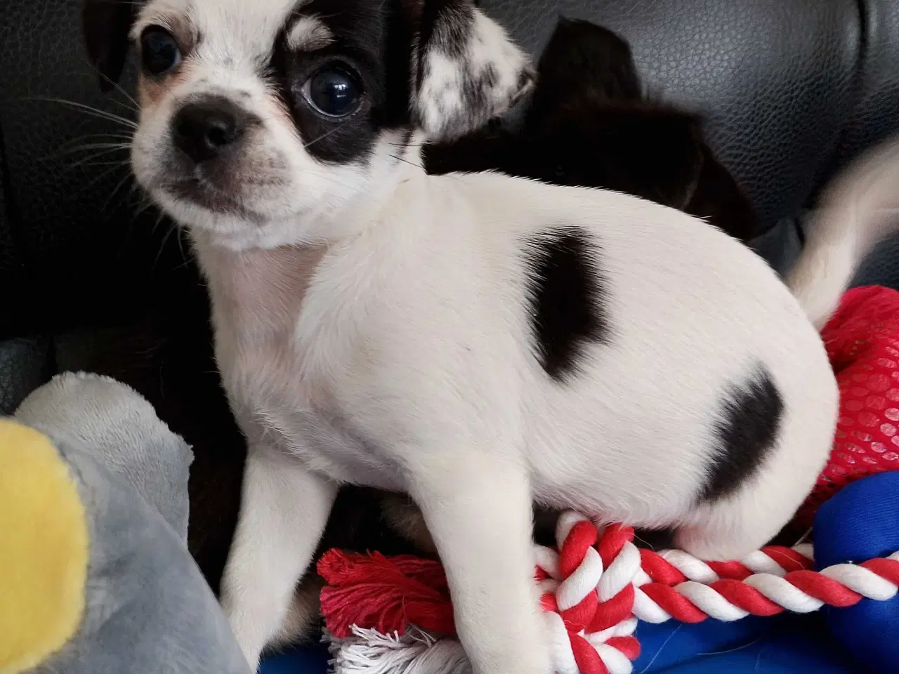 Billede 2 - 8 ugers små chihuahua blandinge