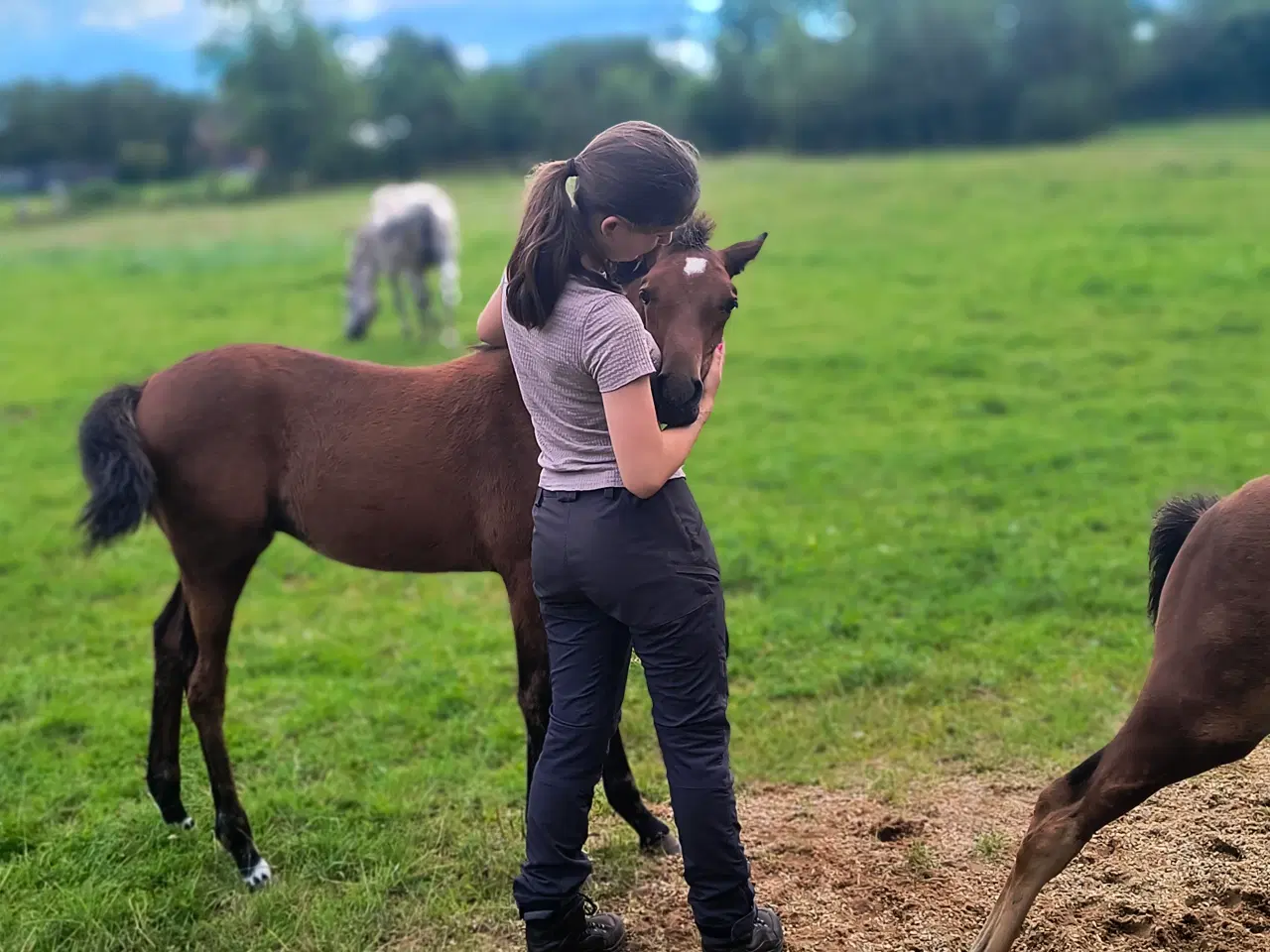 Billede 2 - Dansk Sports Pony 