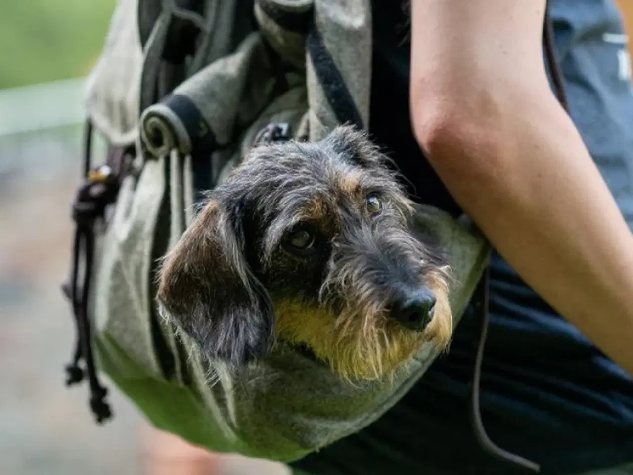 Billede 5 - Hunderygsæk