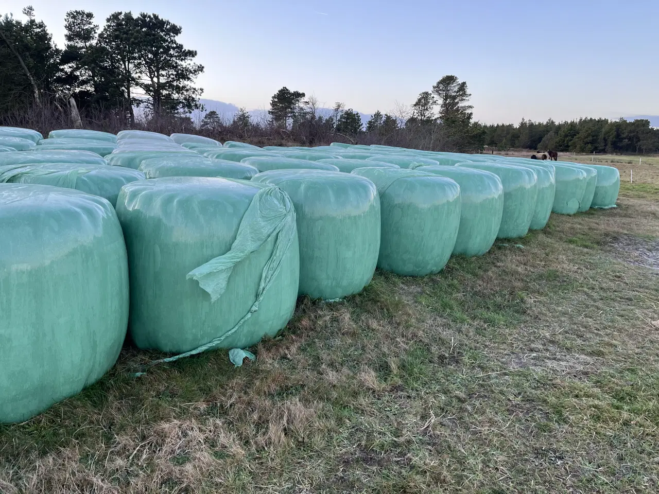 Billede 1 - Tørt wrap fra eng