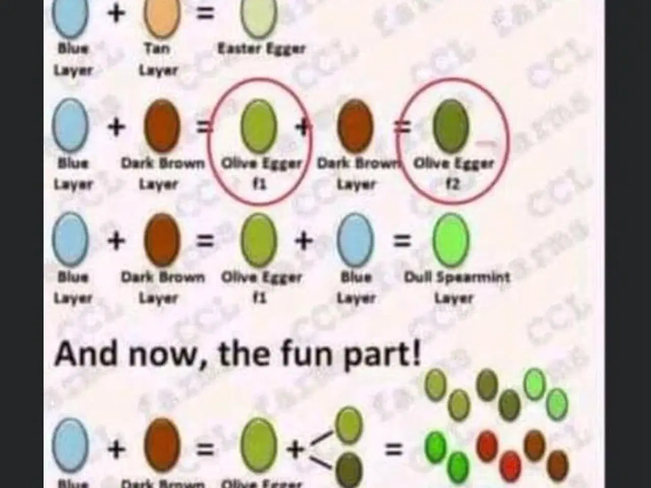 Billede 4 - Kyllinger daggamle forskellige racer