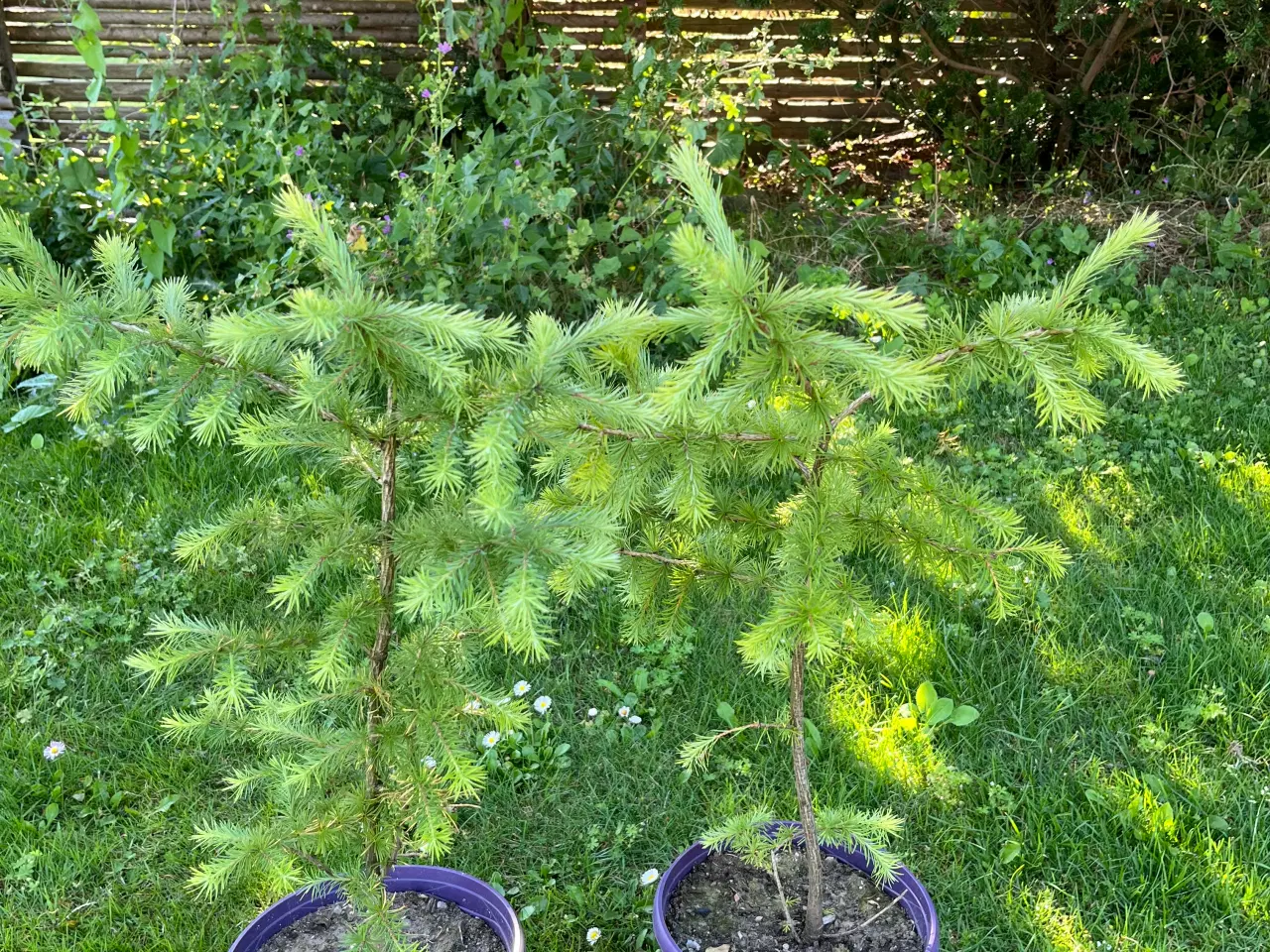 Billede 1 - Japansk lærk (Larix Kaempferi) 50-70cm