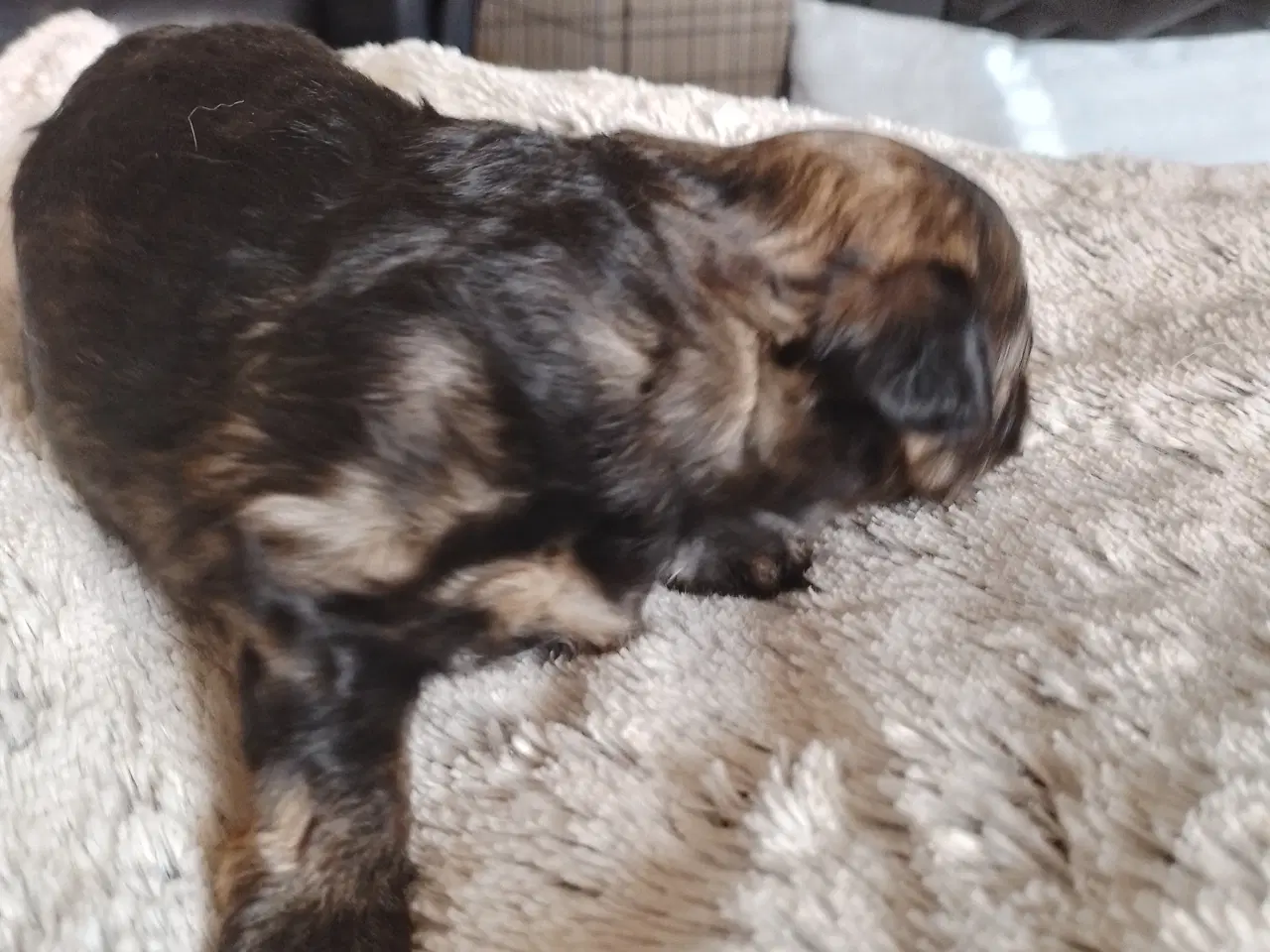 Billede 1 - Allergivenlig hvalp