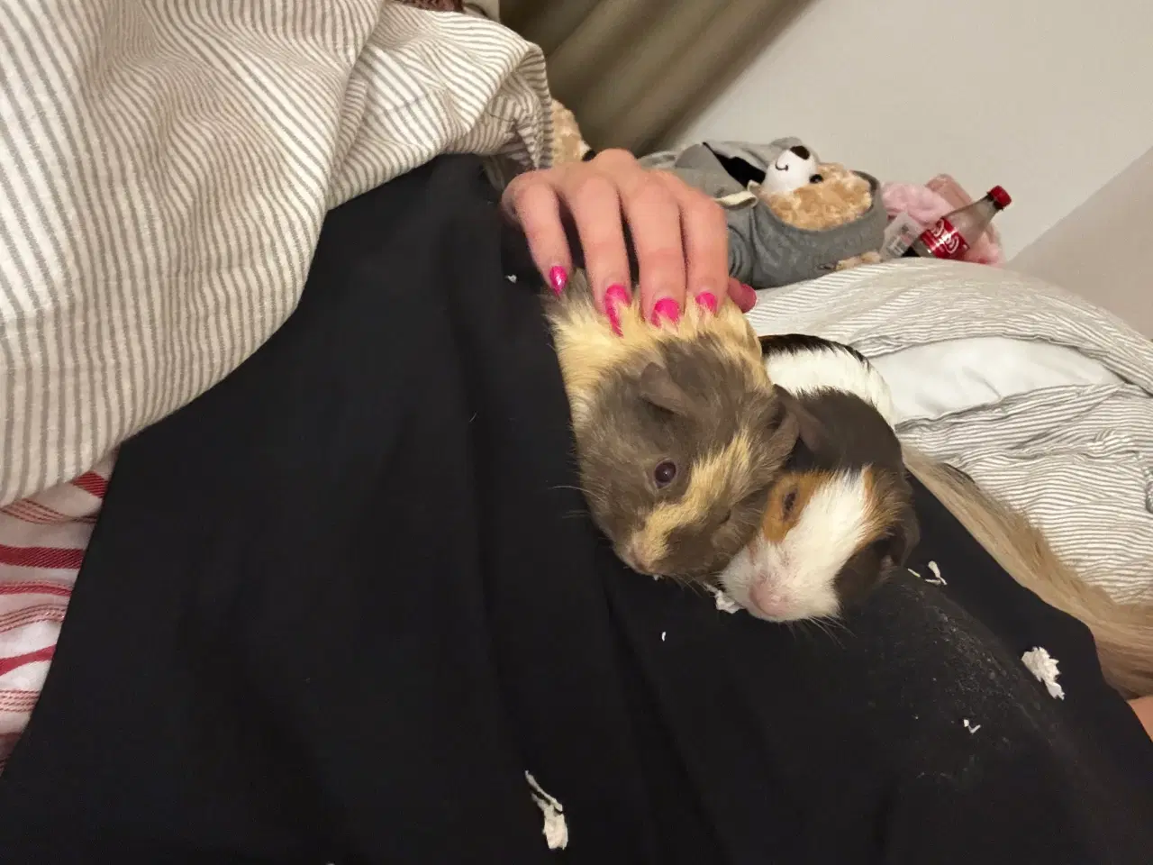 Billede 1 - To Han marsvin og tilbehør 