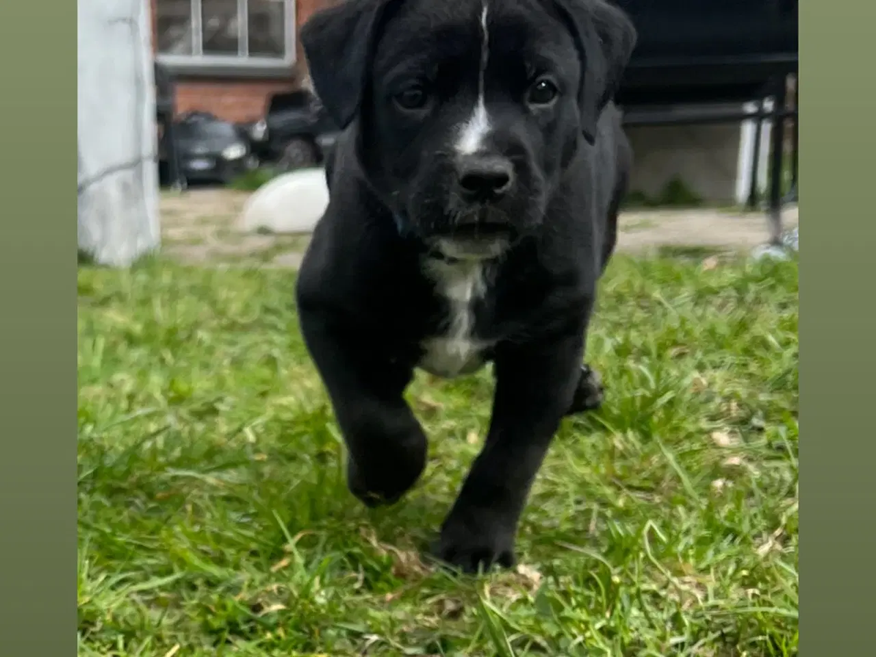 Billede 5 - Blandingshvalpe 