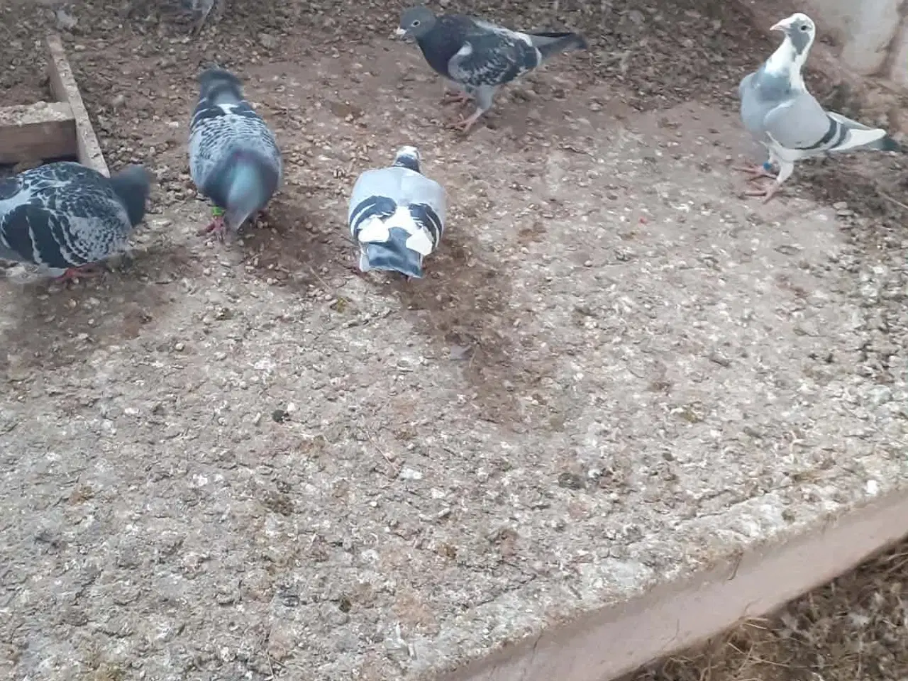 Billede 1 - Brevduer Med DFK ring