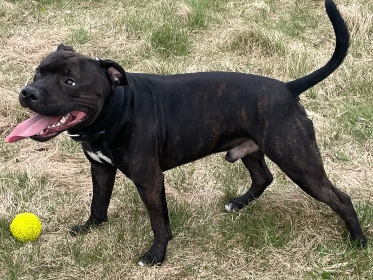 Billede 1 - Staffy til avl