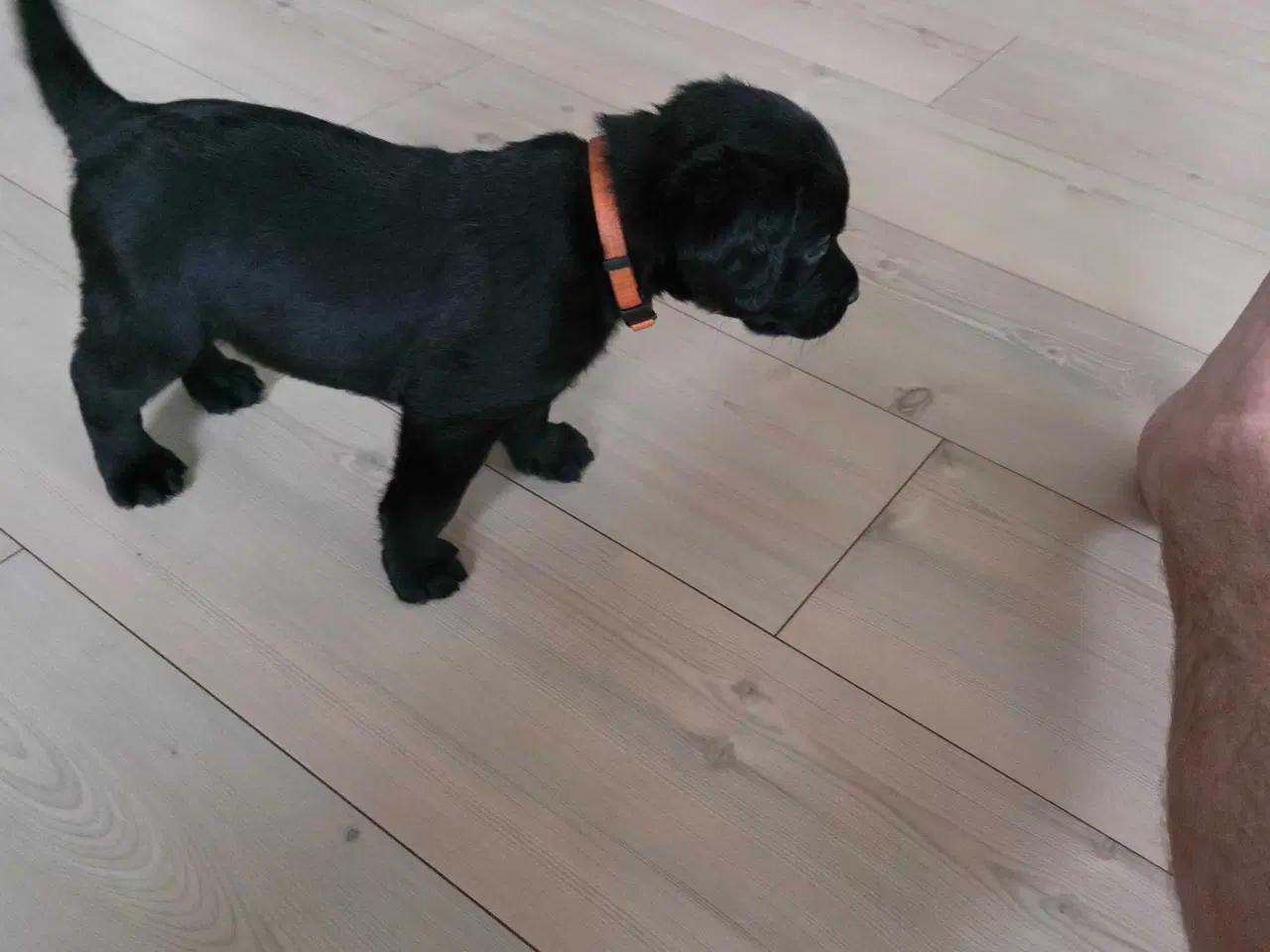 Billede 1 - Springador hvalpe  