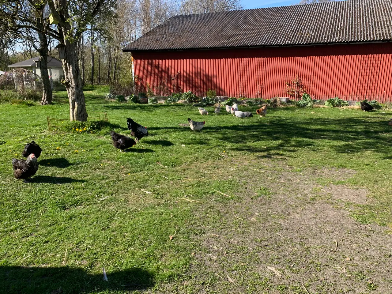 Billede 8 - Alt slags fjerkræ aftages.UB. 