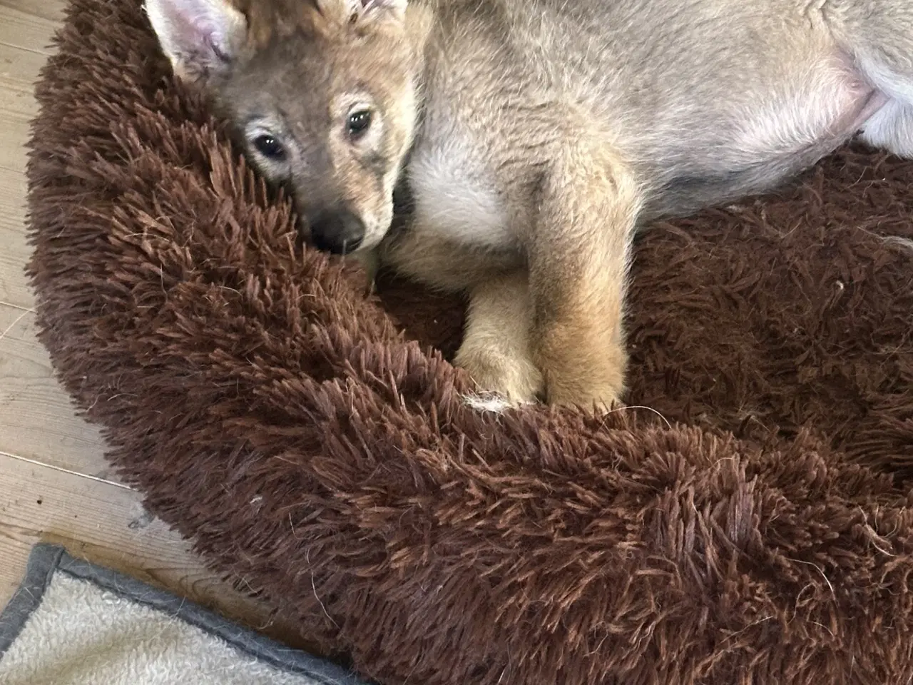 Billede 2 - Tjekkoslovakisk ulvehund hvalp