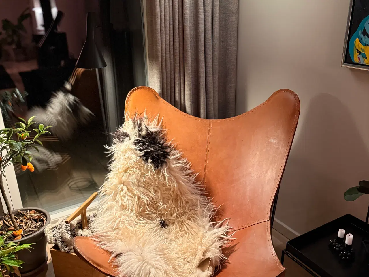 Billede 4 - Cuero Pampa Mariposa - Montana - Sort Stel