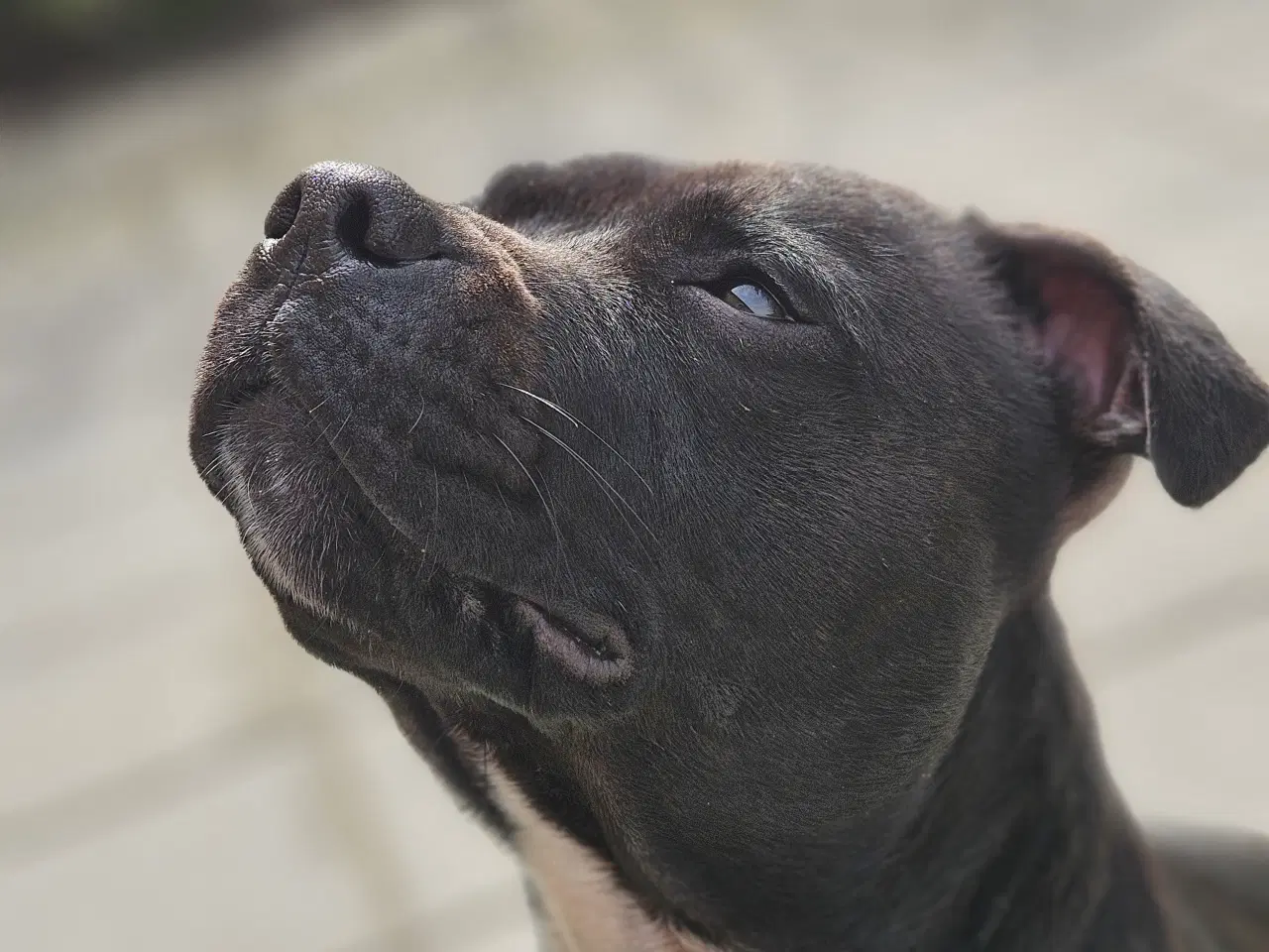 Billede 2 - Staffordshire bullterrier hvalpe