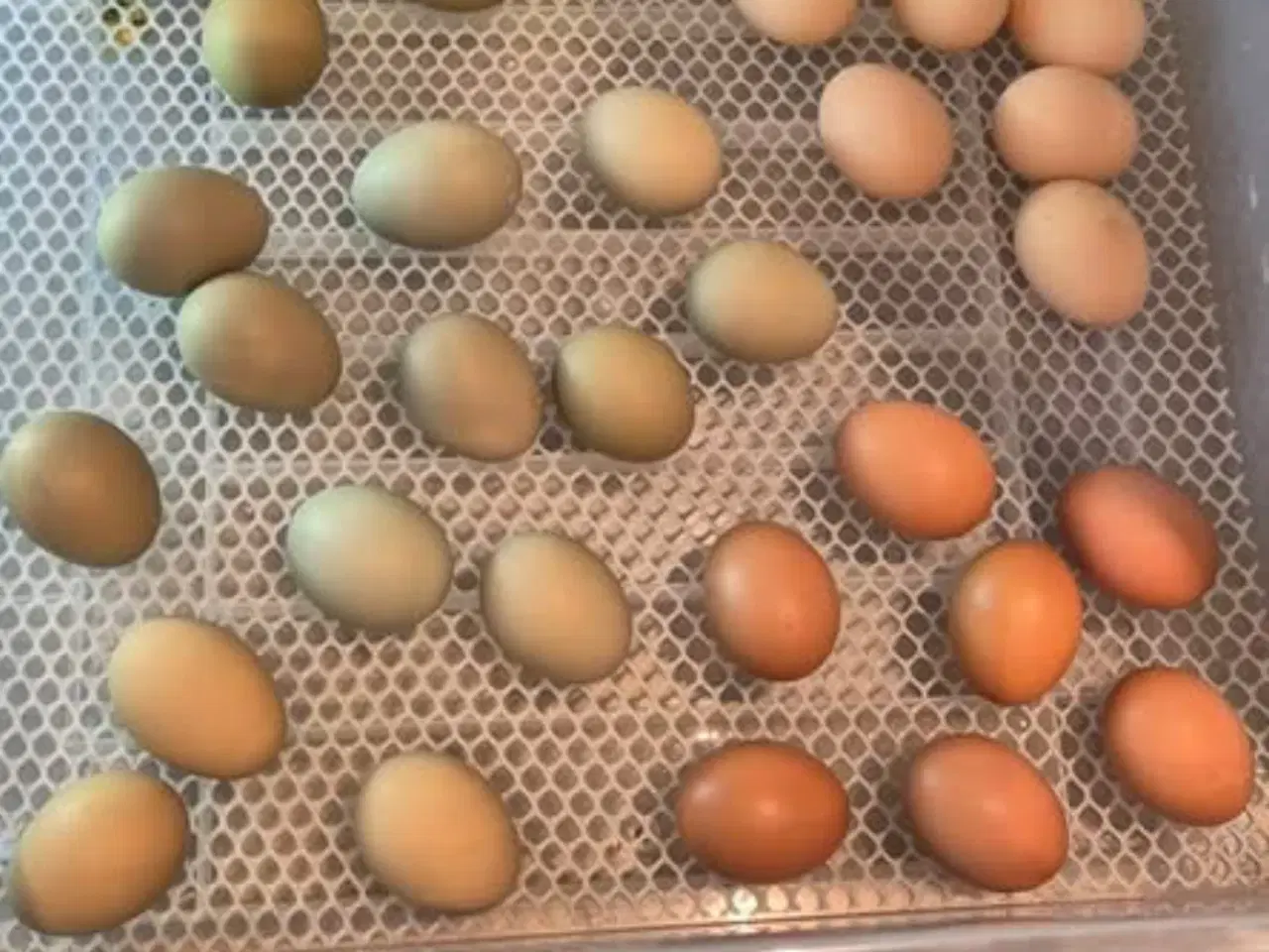 Billede 2 - Påske TILBUD varme fri kylling 