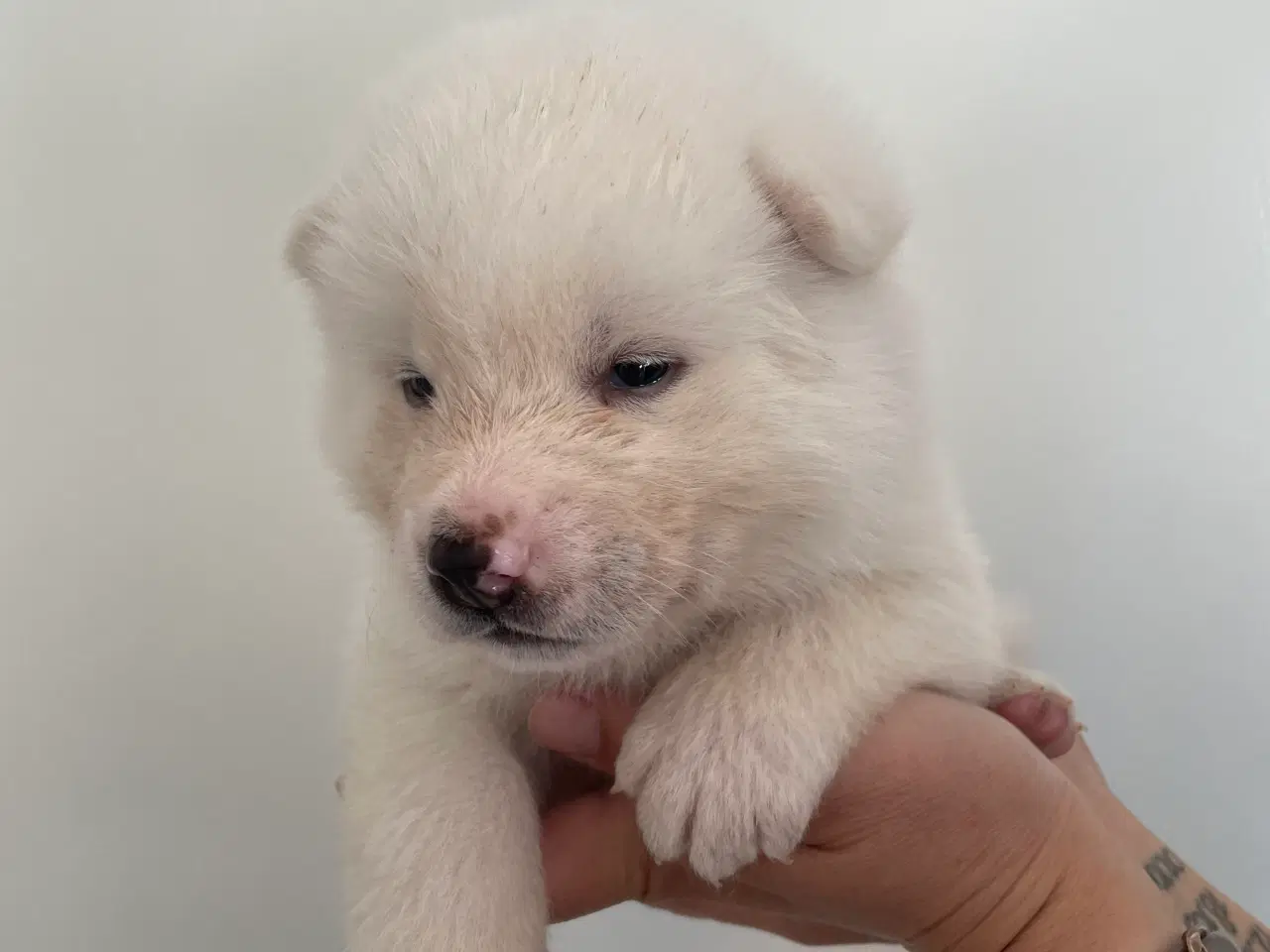 Billede 13 - Akita Inu hvalpe