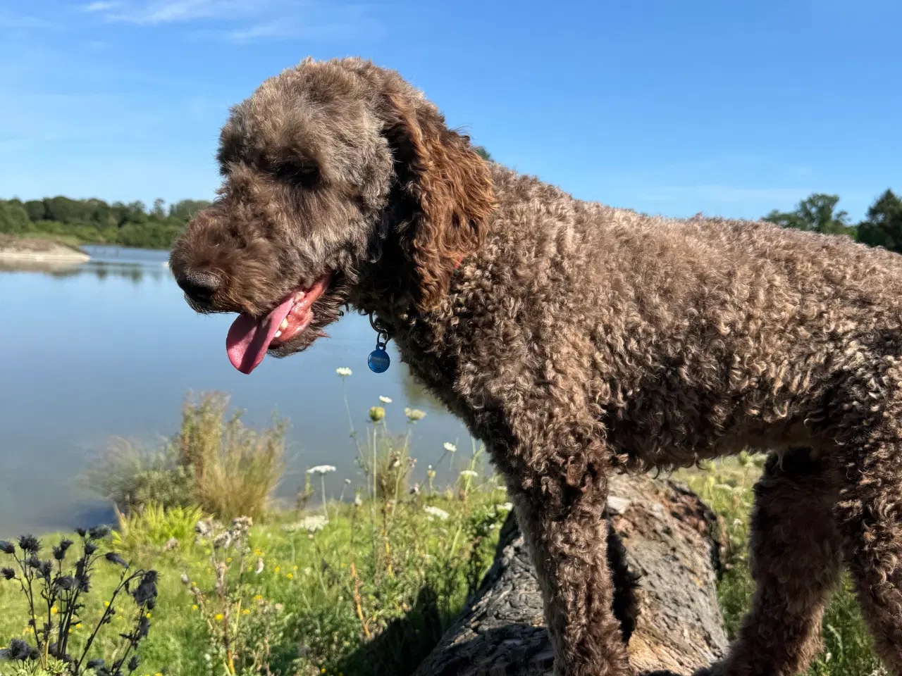 Billede 5 - Lagotto
