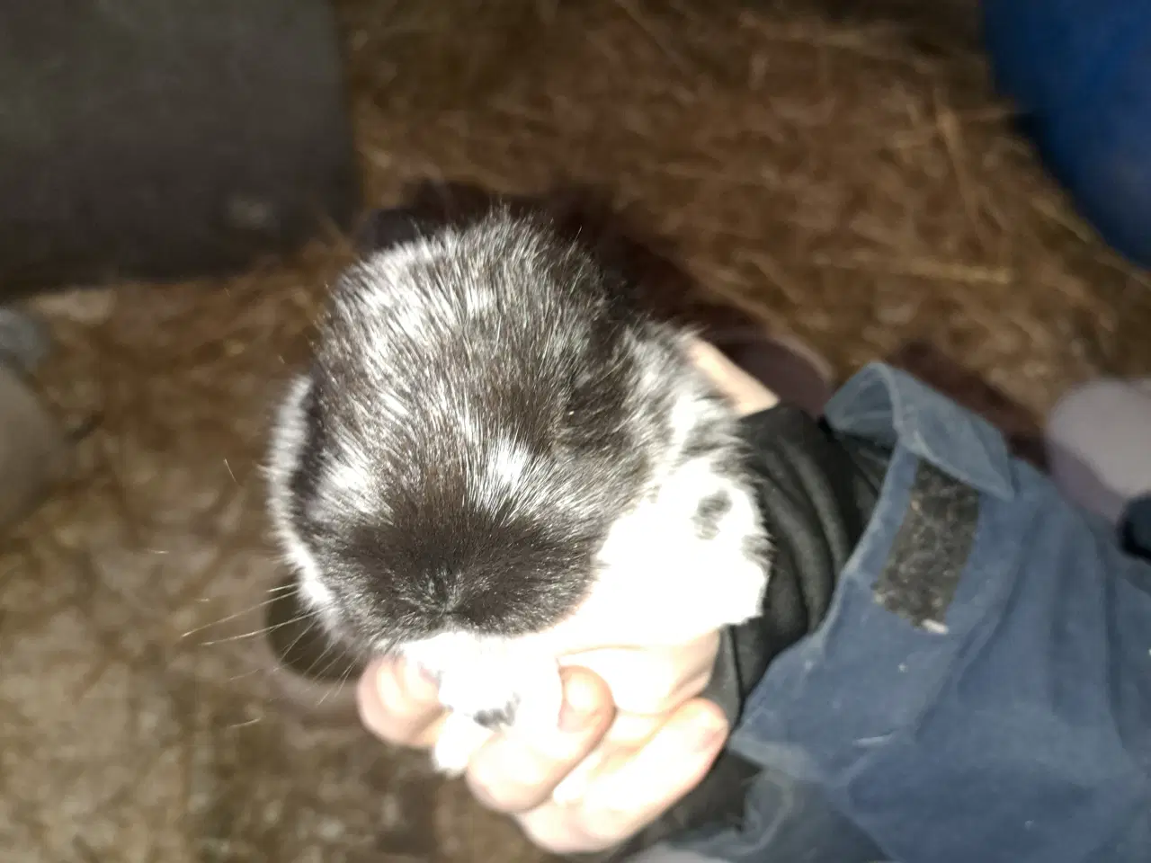 Billede 2 - Kaninunger til kæl eller slagt