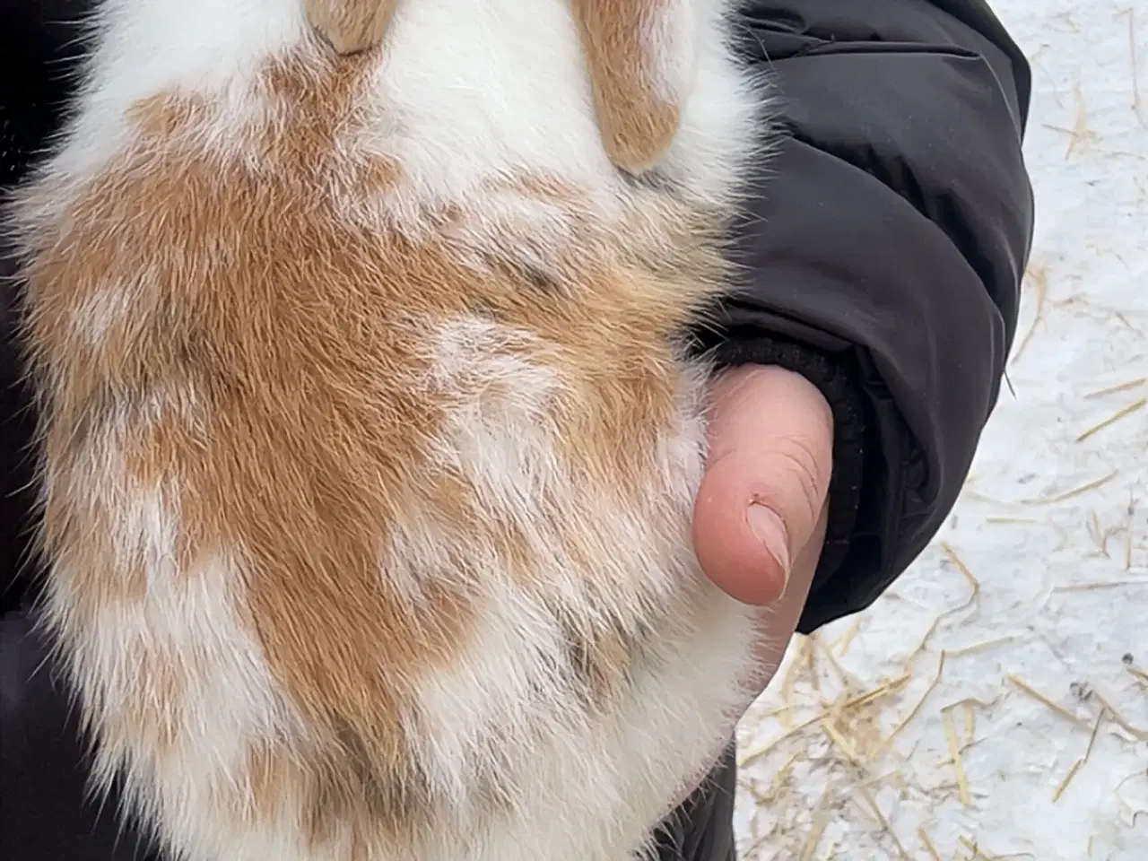 Billede 2 - Kanin unge 