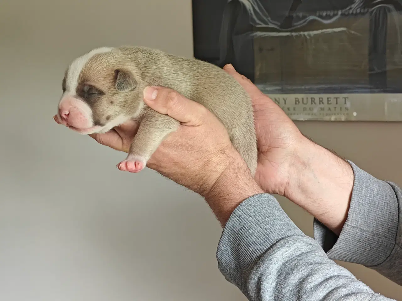 Billede 14 - American Bully hvalpe. 