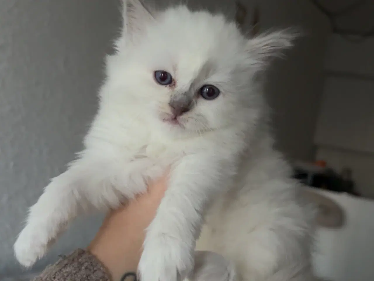 Billede 3 - De sødeste små killinger 🐾😻