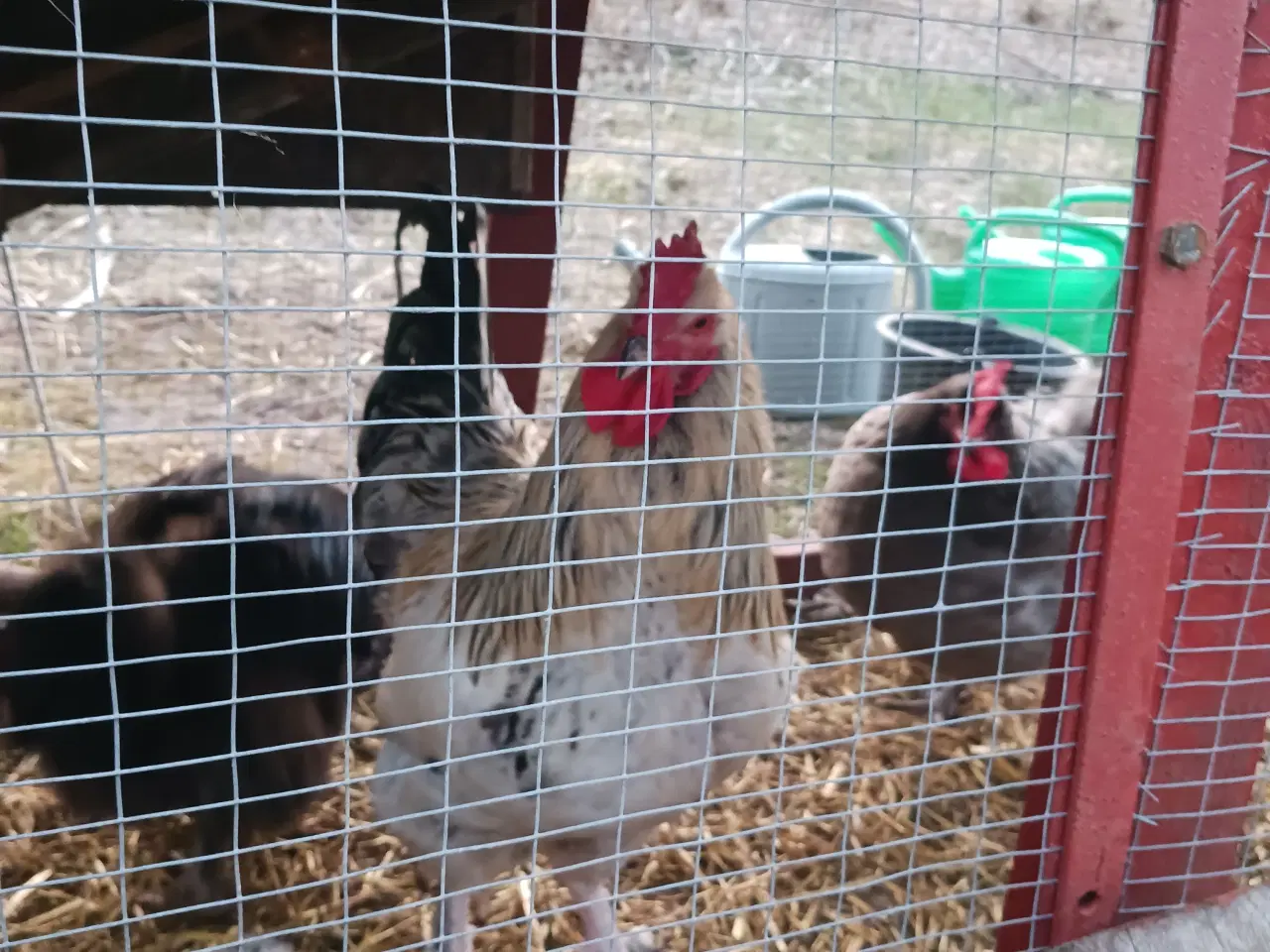 Billede 3 - Hane sælges 